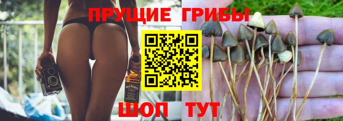 Галлюциногенные грибы MAGIC MUSHROOMS  Галлюциногенные грибы Psilocybine cubensis  Вход с VPN  Валуйки 